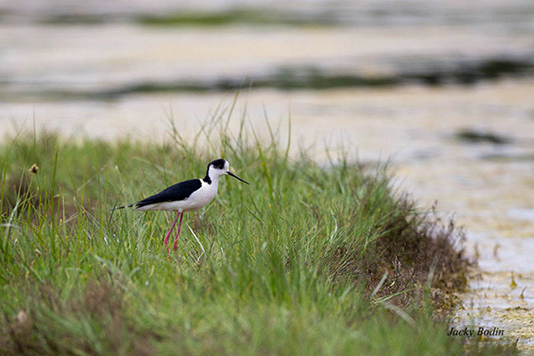 Les nids sont souvent construits suer des petits ilots et lorsque les petits naissent l'échasse les cache dans les hautes herbes